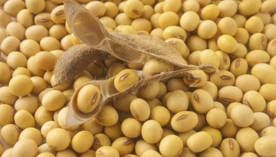 Раундап-стійка соя: перспективи та проблеми