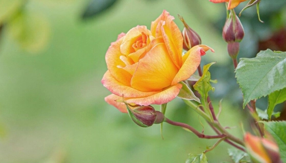 Какие группы роз сегодня существуют?