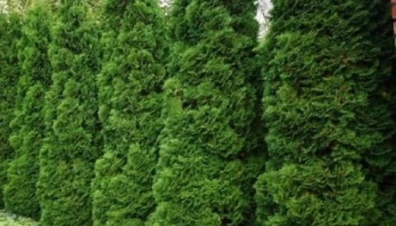 Саженцы туи: вечнозеленая красота для вашего сада