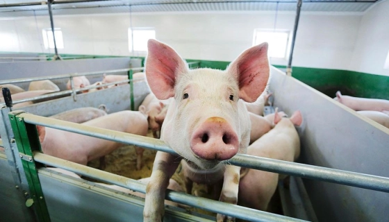 Обираємо стартовий корм: поради для новачків свинарства