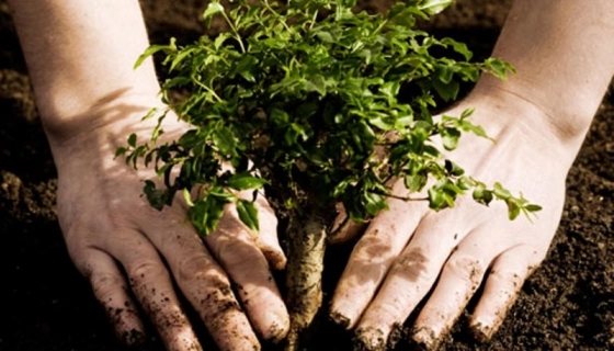 Де замовити в Україні саджанці