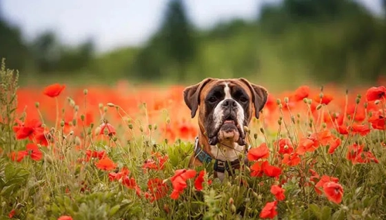 Как избавиться от глистов у собаки