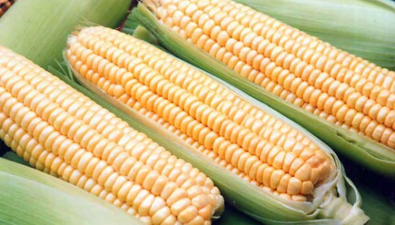 Насіння кукурудзи для силосу: оптимальний вибір та його переваги