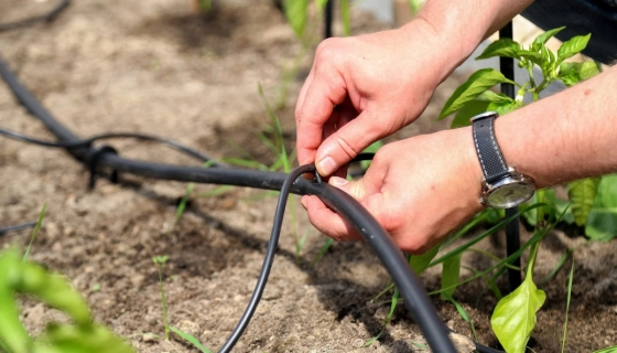 Как выбрать систему капельного полива для вашего участка