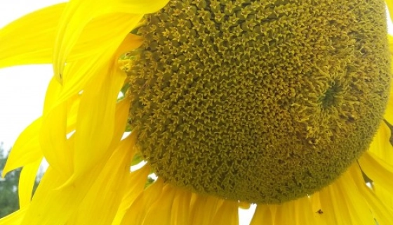 История культивирования подсолнечника: От диких форм до современных сортов