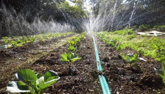 Енергоефективні рішення для парників
