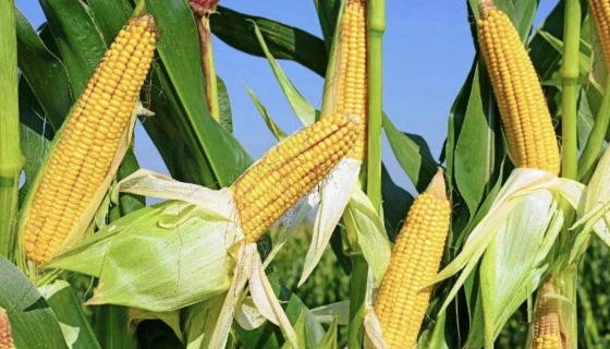 Основи про насіння кукурудзи