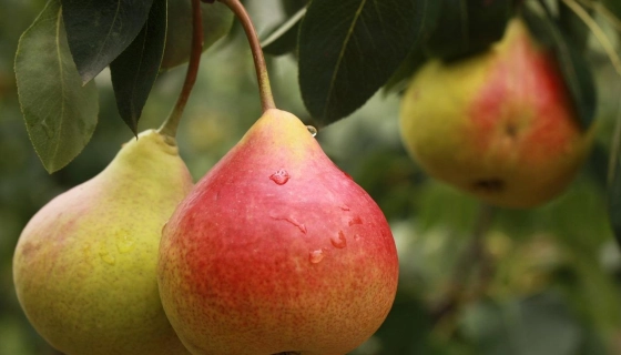 Какую грушу выбрать: обычную или колоновидную?