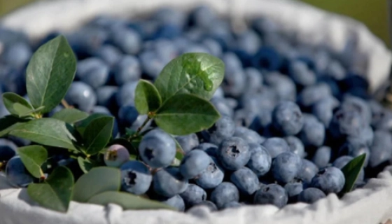 Що таке лохина і як її садити на чорноземі весною