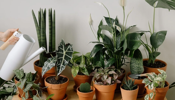 Влияние цветов на урожайность и здоровье почвы: Практические советы для аграриев