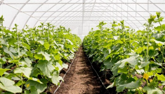 Снижение минерализации и жесткости воды — зачем это нужно в теплицах?