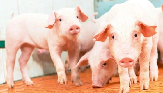 Переваги преміксів Vilofoss для здорового росту поросят