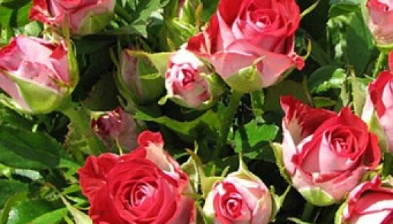 Уход за розой спрей круглый год