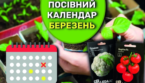Що, та коли саме посіяти в березні на розсаду?
