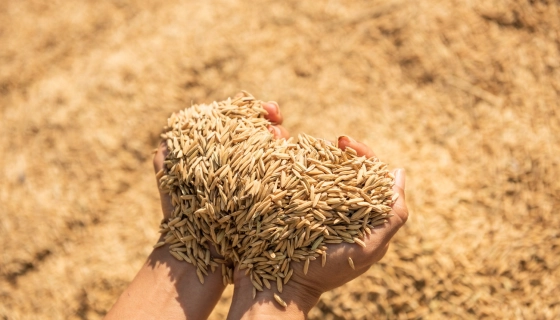 Мікродобрива для пшениці: точкове живлення для підвищення білковості, натури та стресостійкості посівів