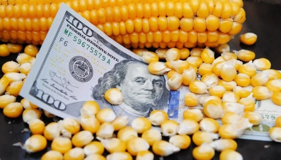 Зниження цін на українську кукурудзу: тенденція на найближчі тижні