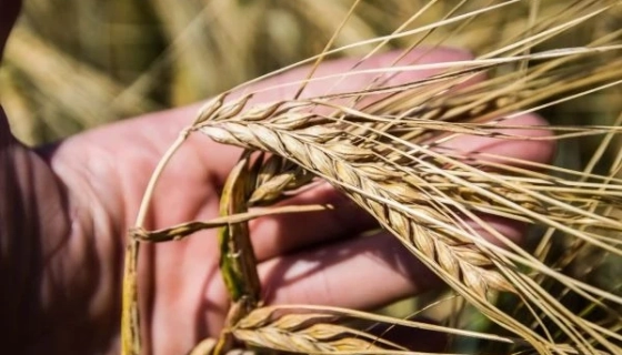 Фуражний ячмінь у портах дорожчає: ринок подає сигнали зростання