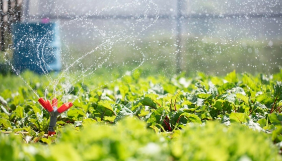 Автоматический полив в теплице: советы и практика