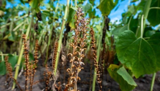Заразиха уже не только проблема юга: как паразит меняет правила выращивания подсолнечника