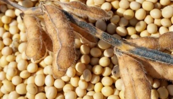 Переработчики подняли цены на сою: +4$/т за неделю