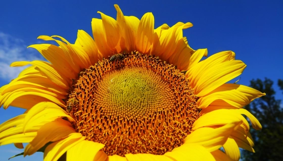 Как получить качественный урожай подсолнечника в 2026 году