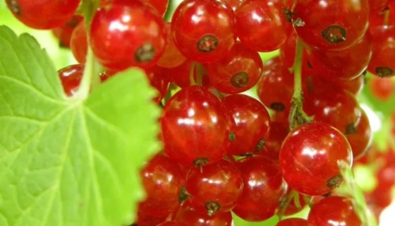 Посадка смородини: коли, де і як садити саджанці смородини