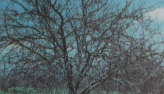 Обрезка — один из самых древних приемов ухода за плодовым деревом и ягодным кустарником