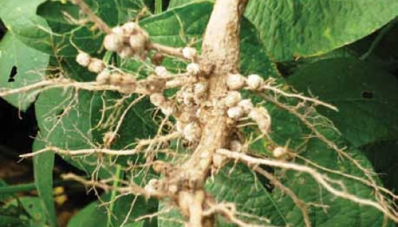 Об эффективности инокуляции семян сои