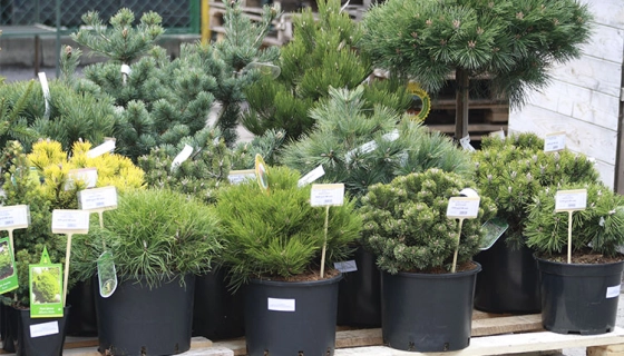 Где купить декоративные растения. Советы специалистов Greensad