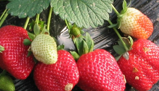 Удобрение клубники золой