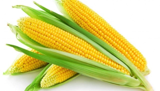 Выбор семян кукурузы и подсолнуха согласно региона