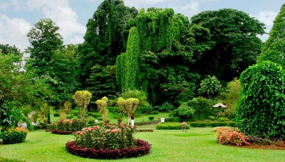 Как выбрать декоративные лиственные деревья для сада. Рекомендации специалистов Vip Plants