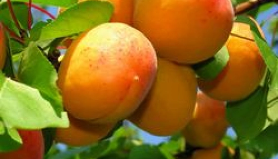 Новые сорта плодово-ягодных кустарников и деревьев