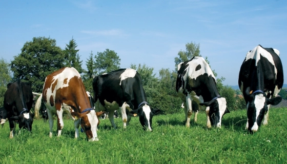 Что дает использование в животноводстве пастбищ?