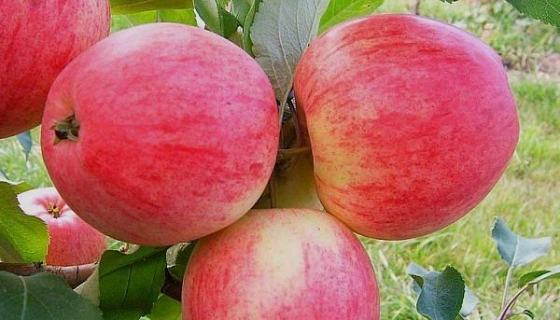 Покупка саженцев яблонь в питомнике: особенности выбора растений