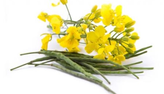 Конфидор – «защитник» рапса