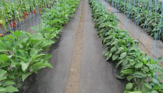 Основные разновидности агроволокна и его уникальные свойства