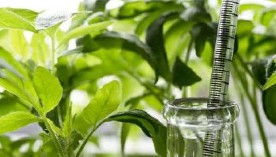 Биостимуляторы для растений: целевые задачи и принцип действия