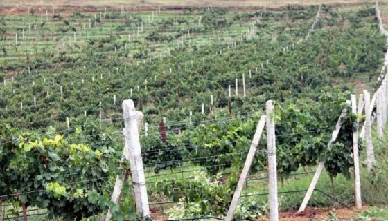 Полевые весенние работы на виноградниках ОАО «Дербентский завод игристых вин»