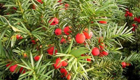 Питомник растений который стоит посетить