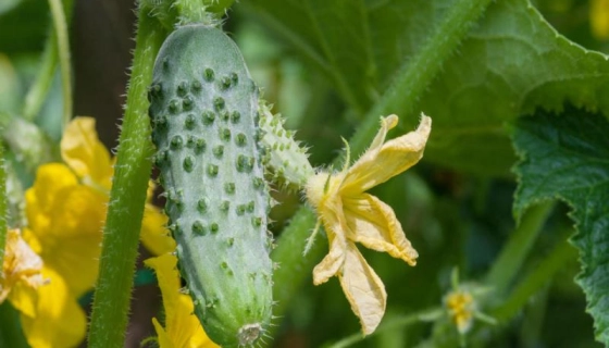 Качественные товары для сада и огорода