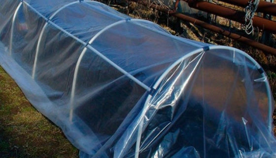 Парники для огурцов: как организовать