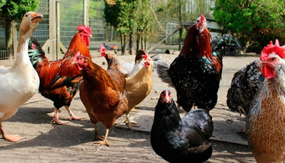 Комбикорма для птиц