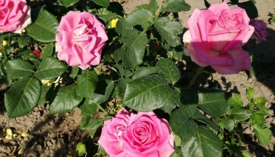 Нюансы покупки саженцев роз