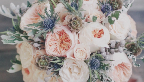 Особенности выбора саженцев роз Дэвида Остина