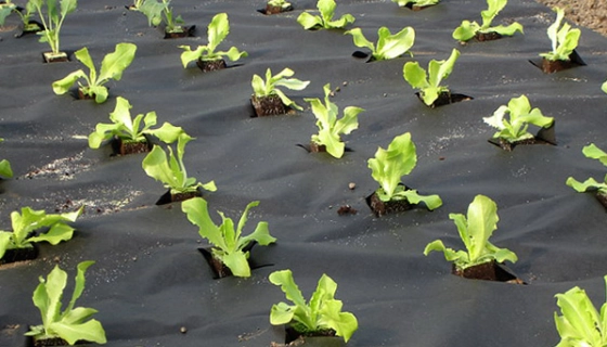 Черное и белое: о типах агроволокна, их плюсах и применении