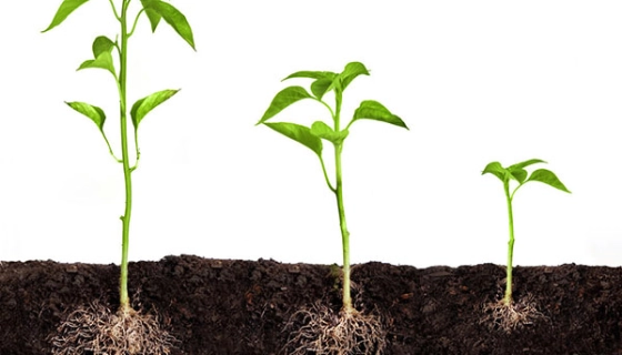 Богатый урожай с помощью регуляторов роста растений