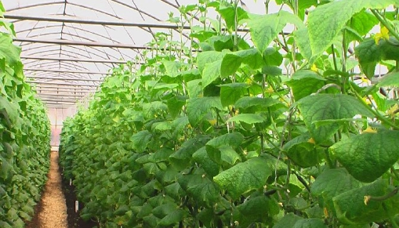 Выращивание огурцов в теплице