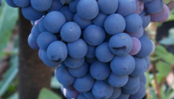 Виноград кишмиш – польза ягод