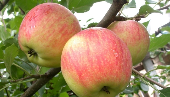 Яблоня Чемпион Арно: вкусная модификация с массой положительных качеств